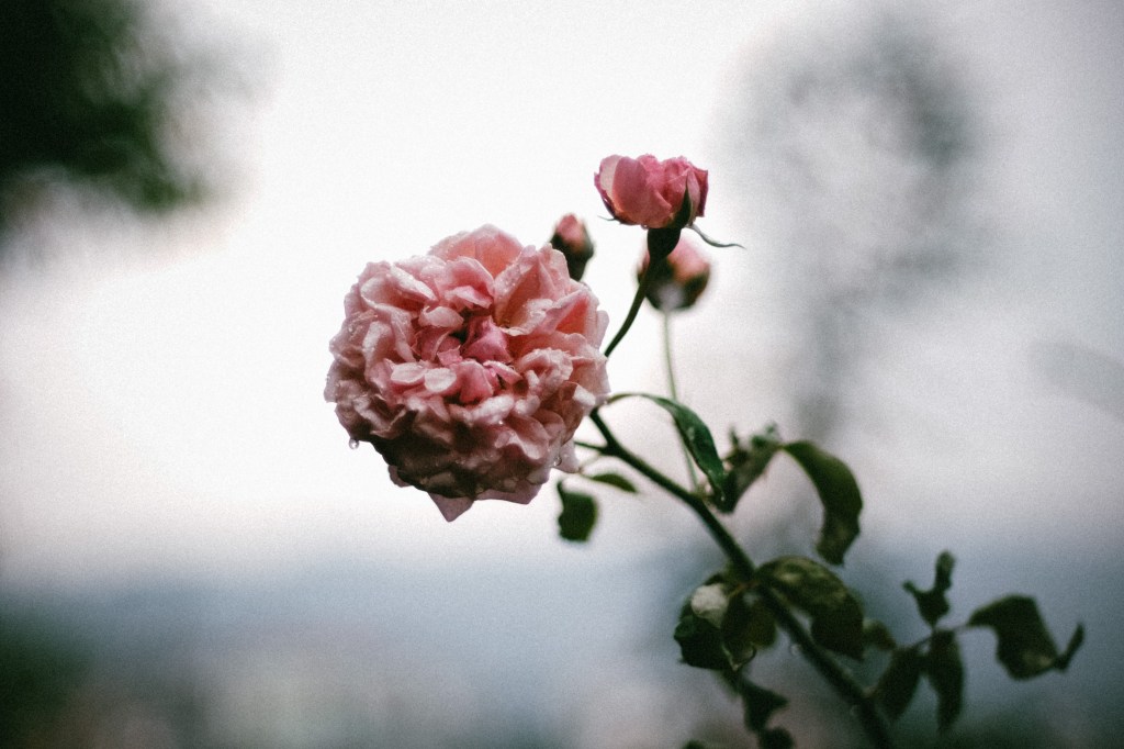 Tại sao lại là “Phương Yên Vũ” mà không phải cái tên nào&nbsp;khác?